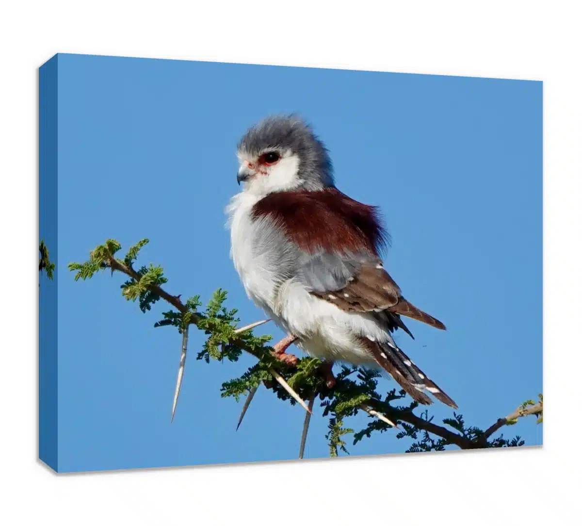 Canvas Print & Stretch