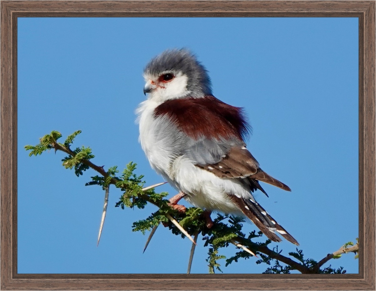 Canvas Print & Frame