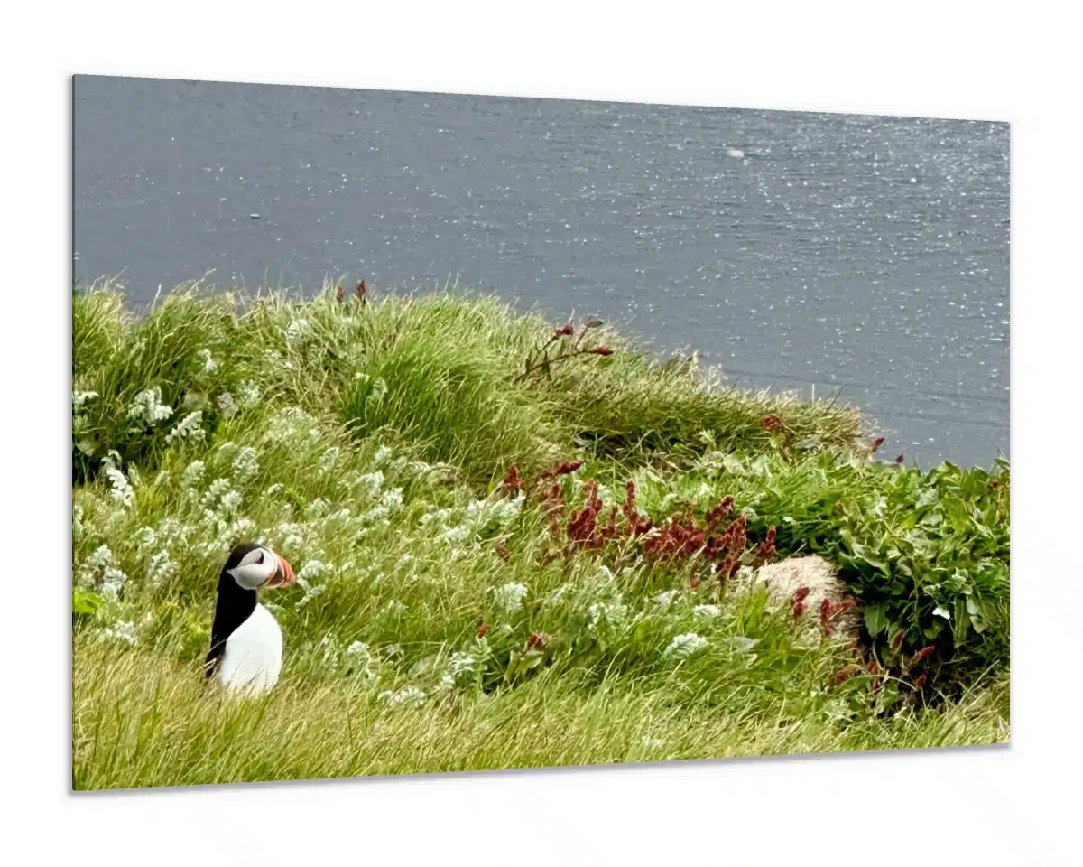 Canvas Print & Stretch