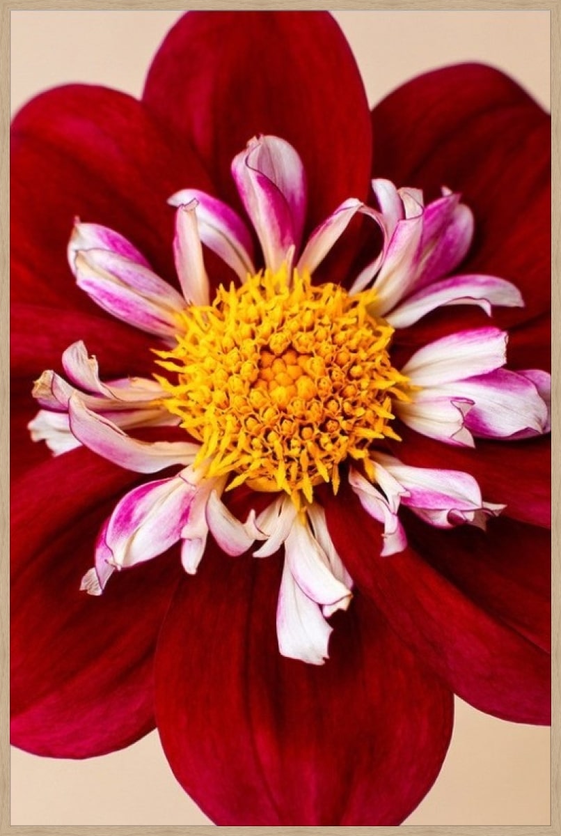 Frame your paper art